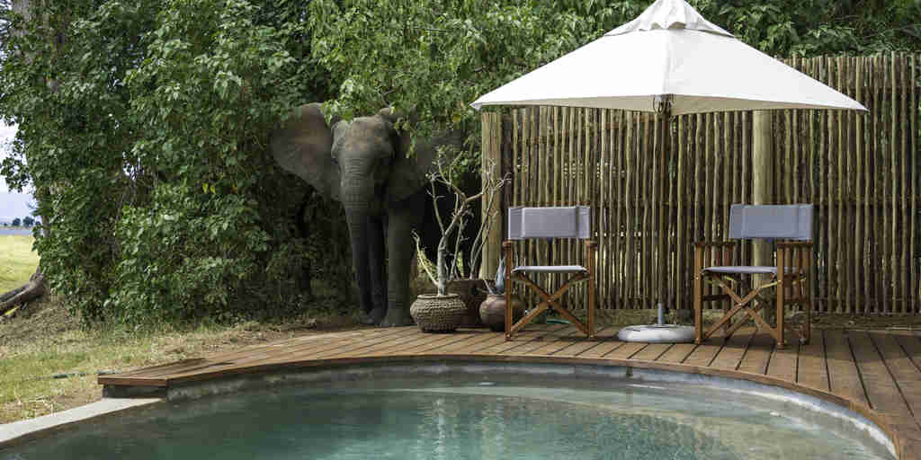 Elepehant at safari pool
