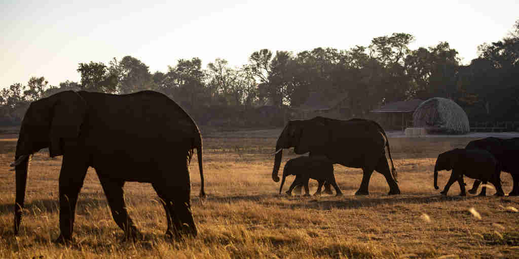 Jao Camp Botswana Elephants