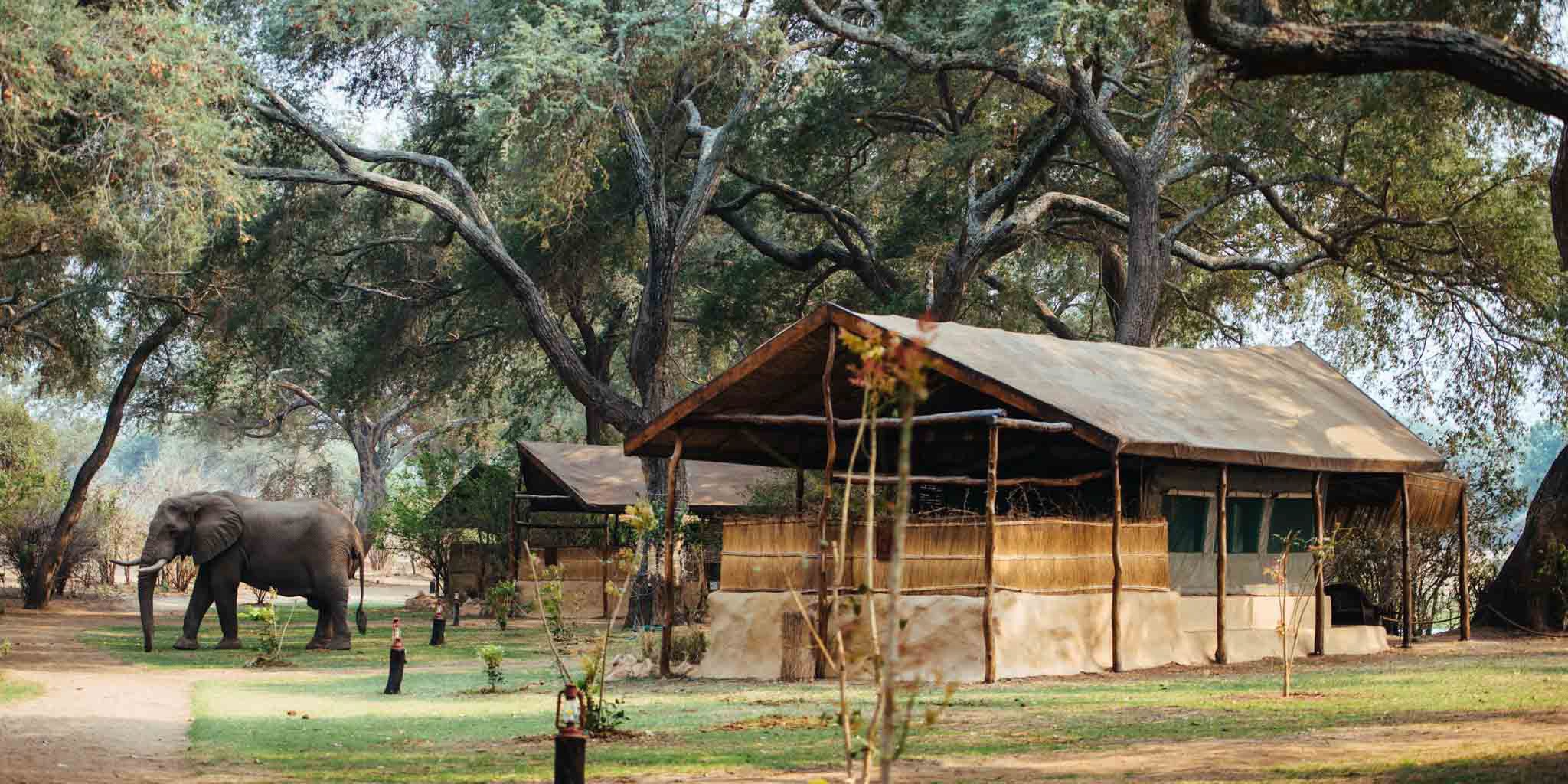 Elephant at Chongwe Camp Zambia