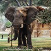 Elephant Zambia