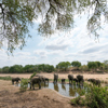 Elephants by Waterhole South Africa