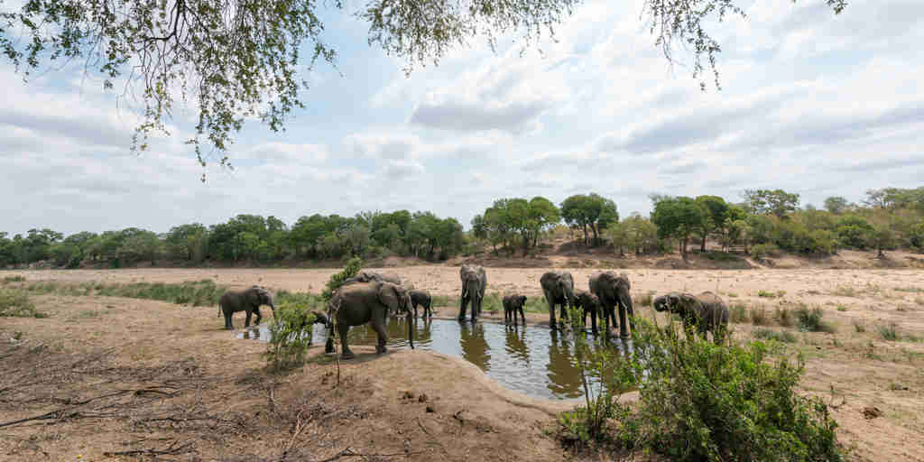 Elephants by Waterhole South Africa