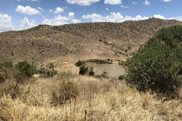 Borana 1 best views kenya yellow zebra safaris