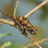 Chameleon, Photography