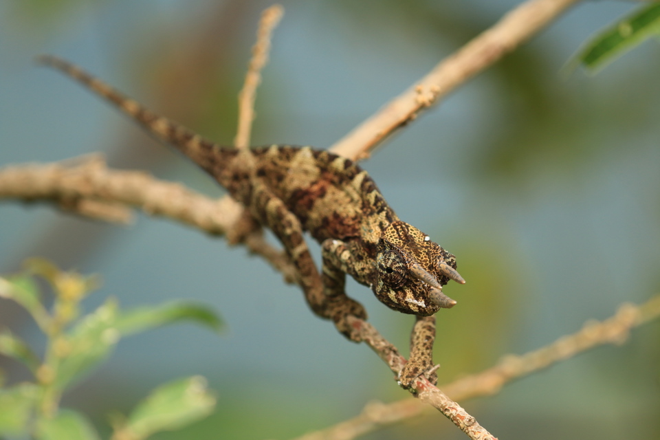 Chameleon, Photography