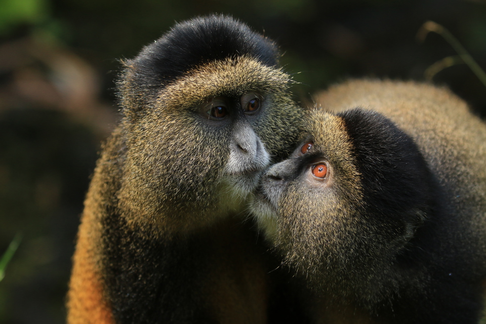 Golden Monkeys, Photography