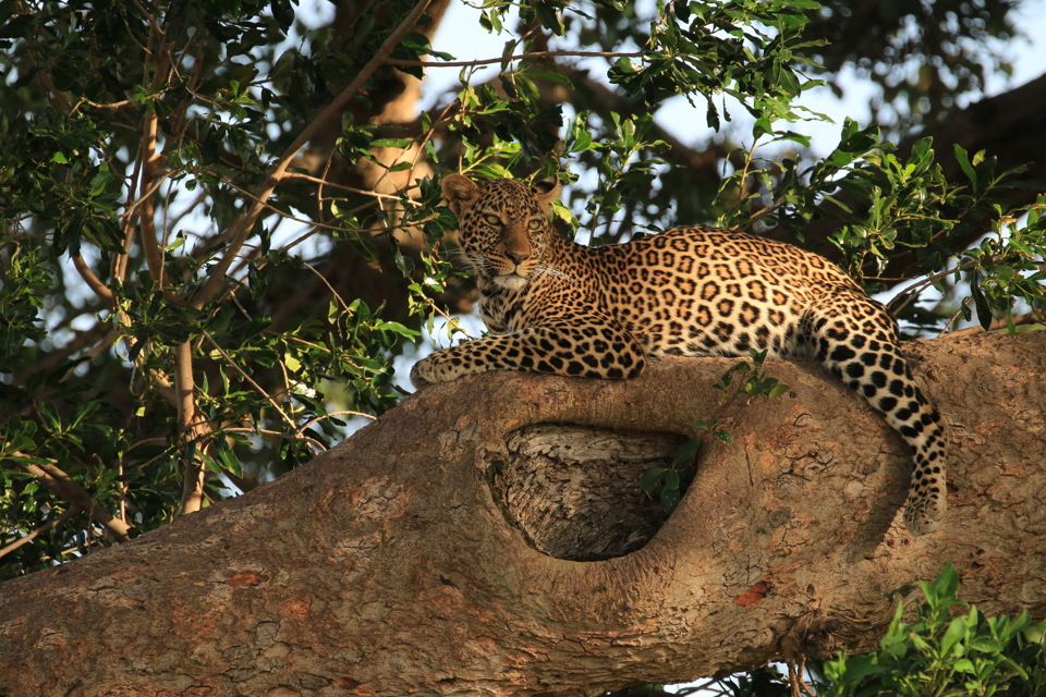 Leopard, Tanzania