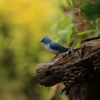 Birdlife, Uganda