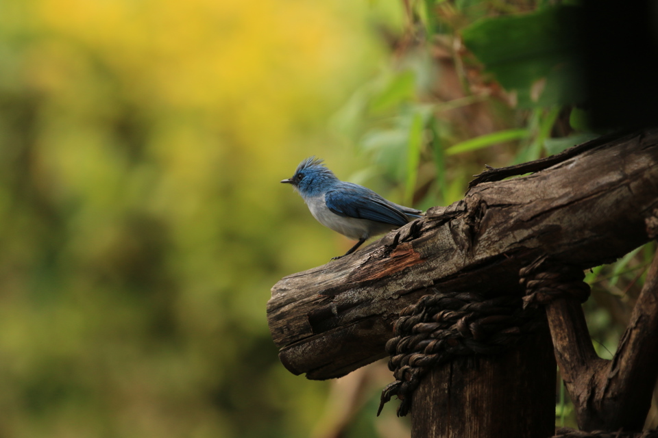Birdlife, Uganda