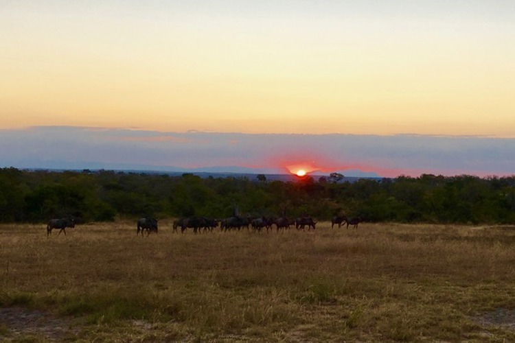 8.kirmans south africa safari honeymoon yellow zebra safaris