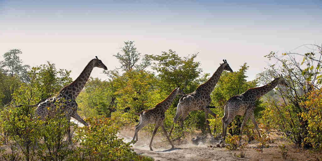 Botswana Giraffes
