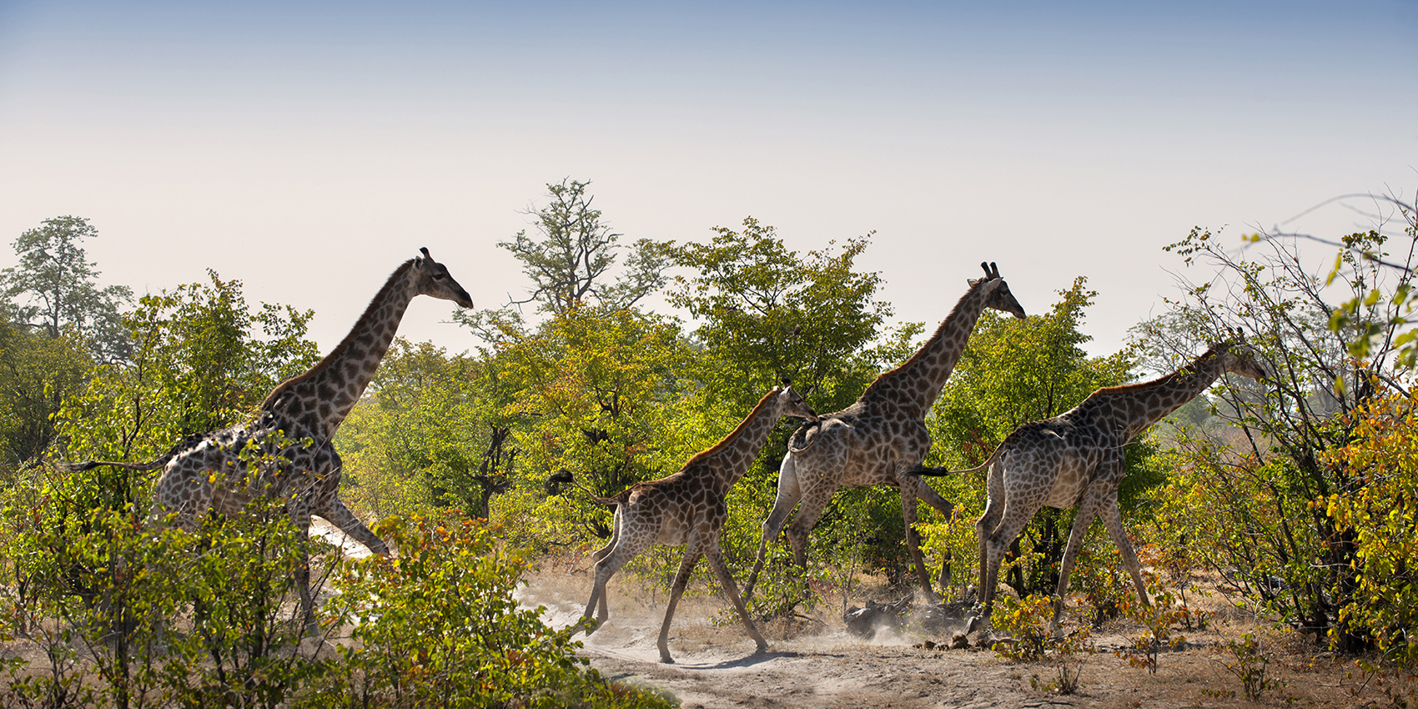 Botswana Giraffes