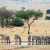singita serengeti house tanzania zebras