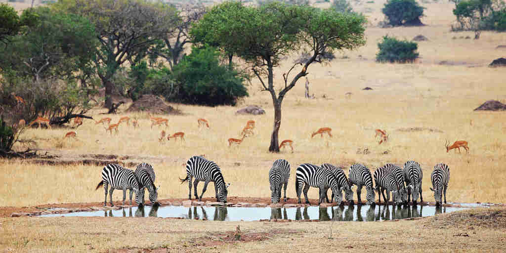 singita serengeti house tanzania zebras