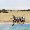 singita serengeti house tanzania zebra reflection pool