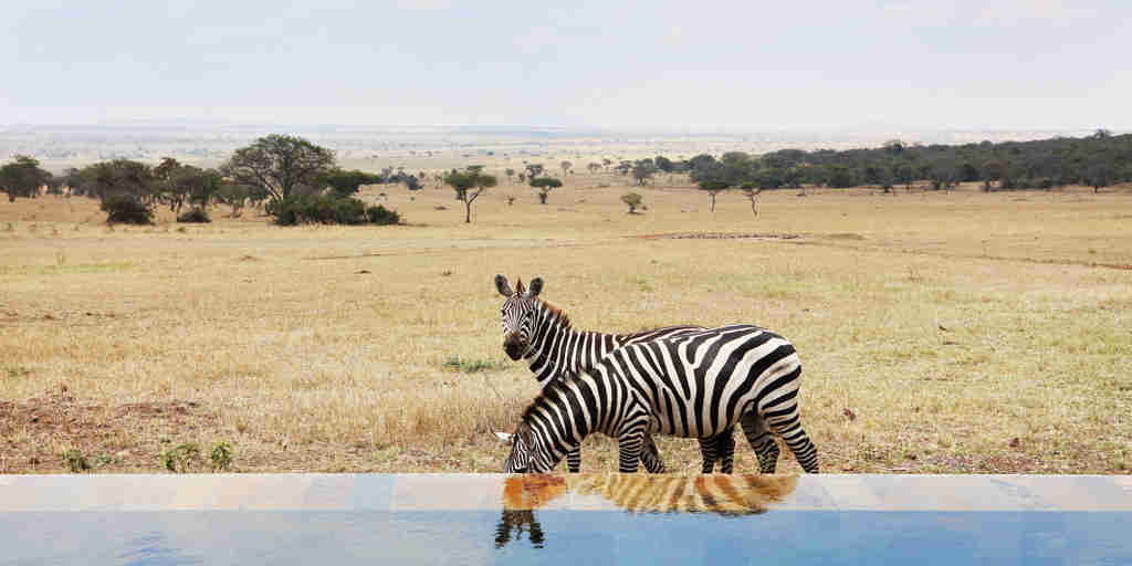singita serengeti house tanzania zebra reflection pool