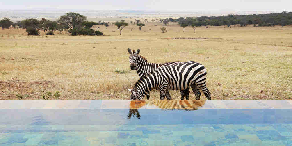 singita serengeti house tanzania zebra reflection pool