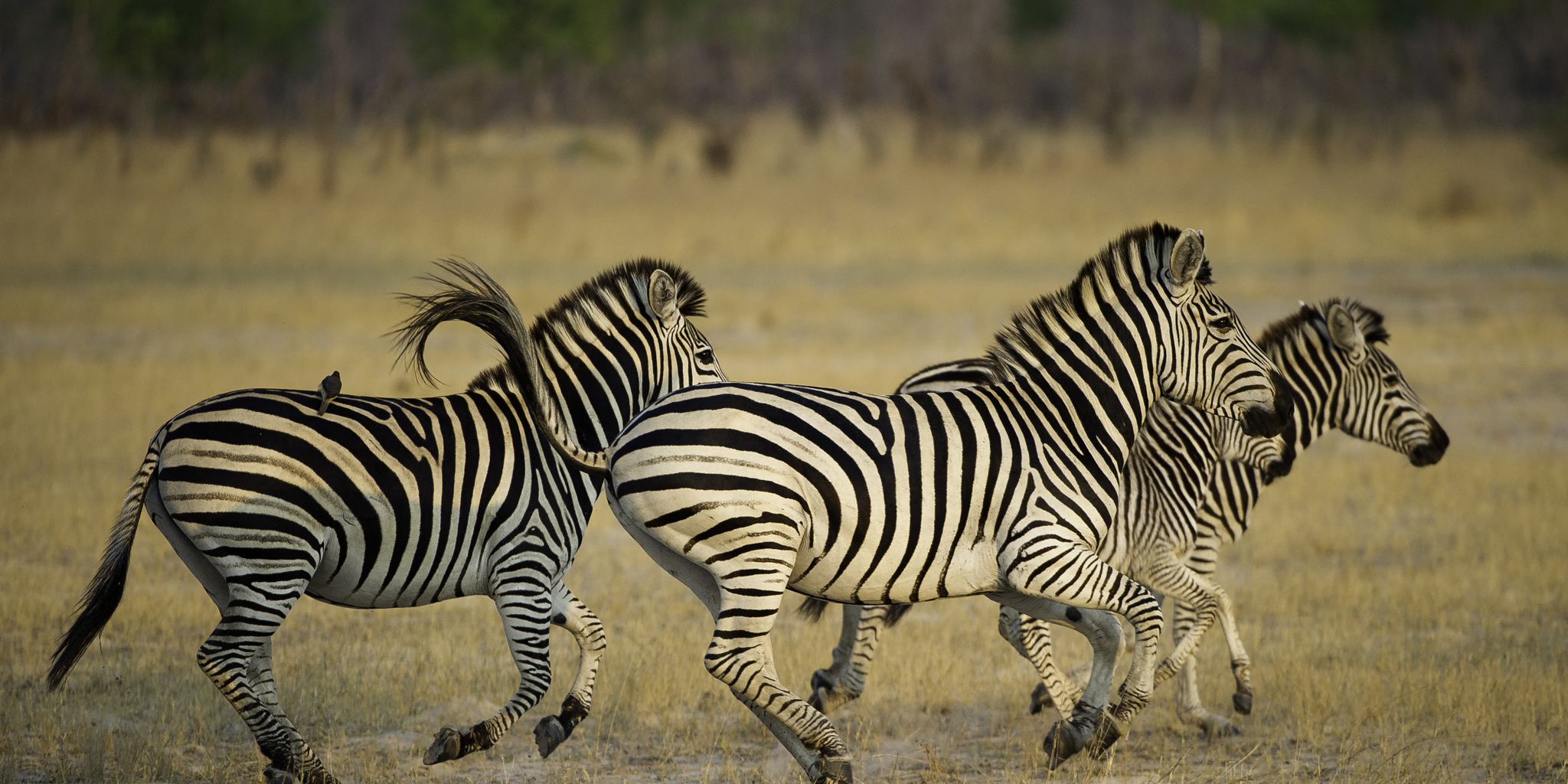 Hwange Zimbabwe Zebras