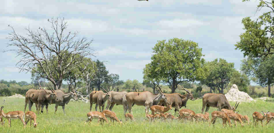 Zimbabwe Antelope