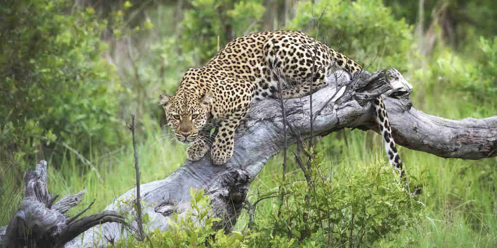 Zimbabwe Leopard