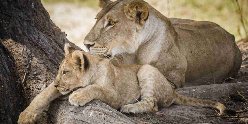 kwihala camp asilia Lioness with Cub