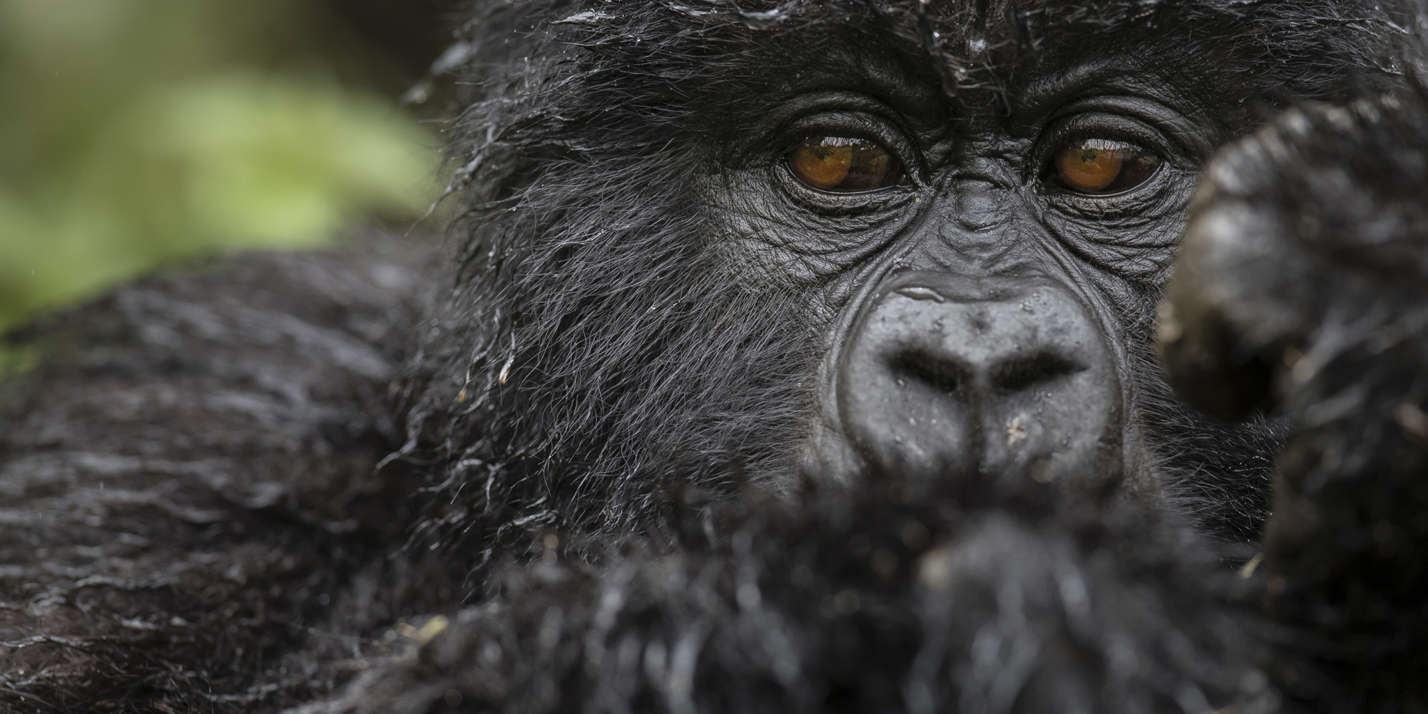 gorilla kwitonda rwanda yellow zebra safaris