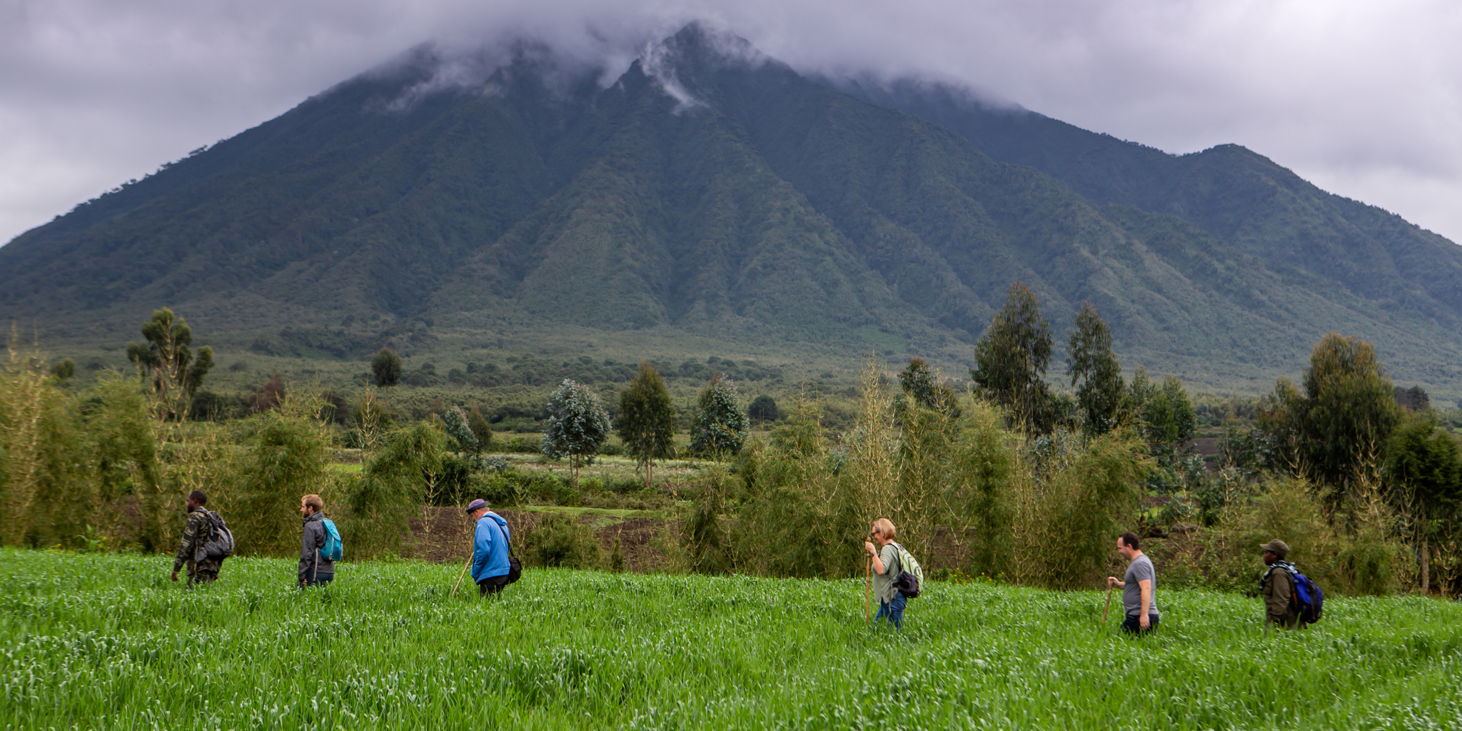 volcanoes national park rwanda yellow zebra safaris