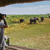 Selinda Camp Safari Game Viewing yellow zebra safaris
