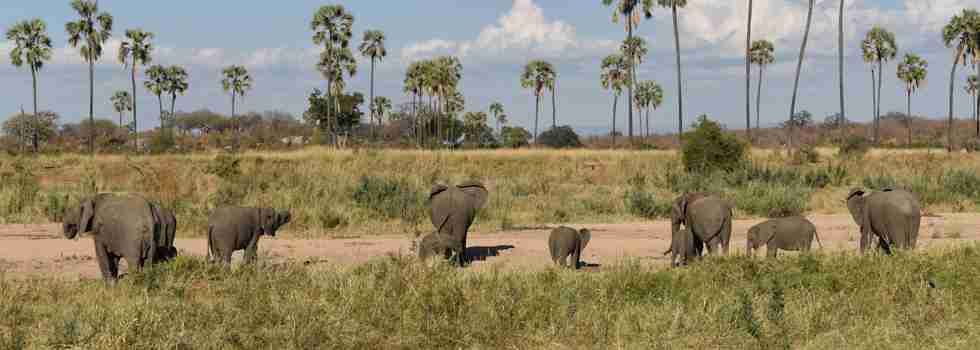 landscape ruaha national park tanzania client review yellow zebra safaris