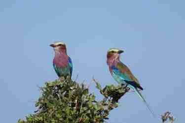 lilac breasted roller selous tanzania client review yellow zebra safaris