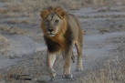 lion wildlife ruaha national park tanzania client review yellow zebra safaris