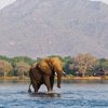 lower zambezi wildlife chiawa camp zambia yellow zebra safaris