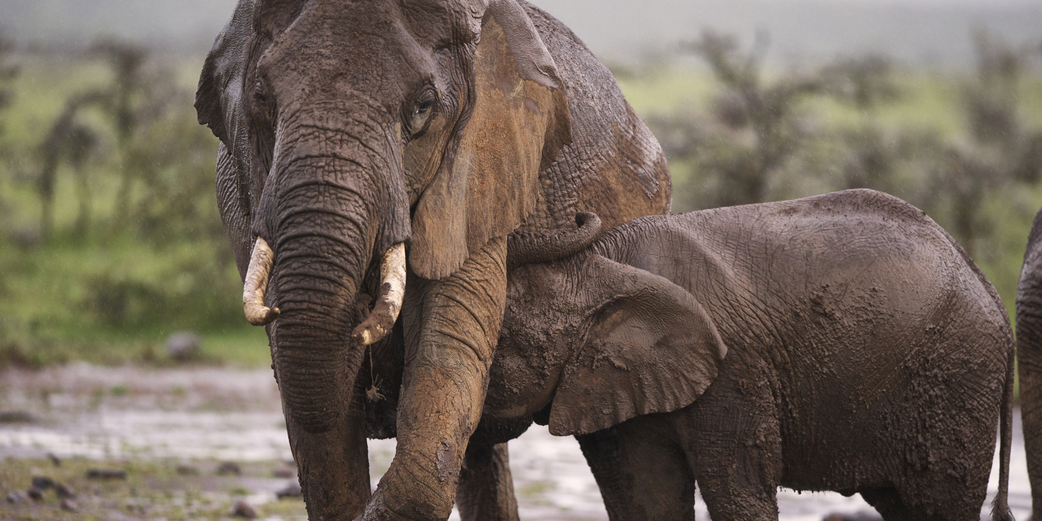 elephants at ol pejeta bush camp kenya yellow zebra safaris