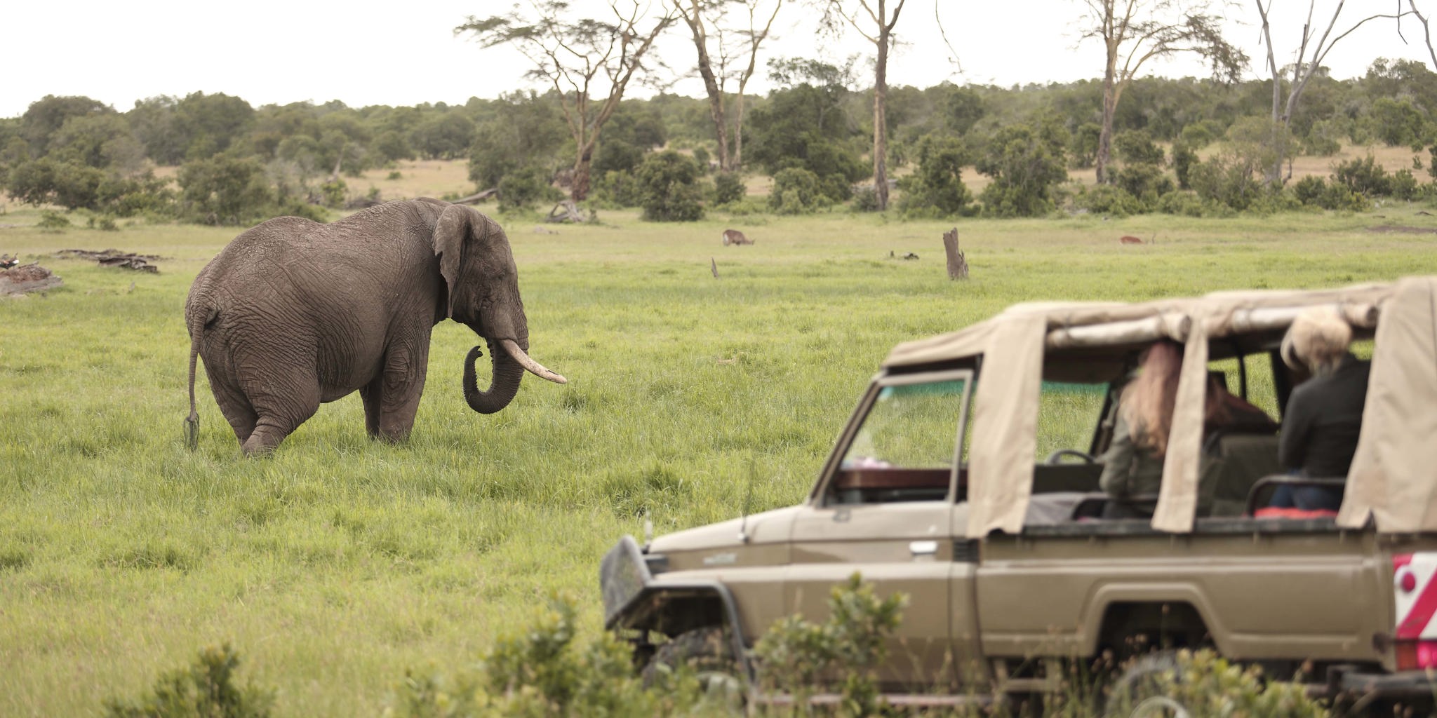 game drive ol pejeta bush camp kenya yellow zebra safaris
