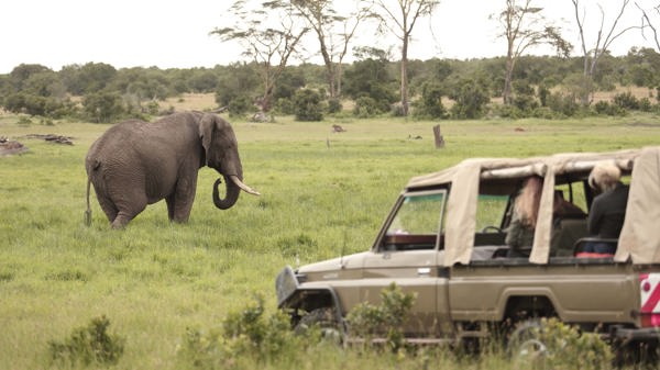 game drive ol pejeta bush camp kenya yellow zebra safaris