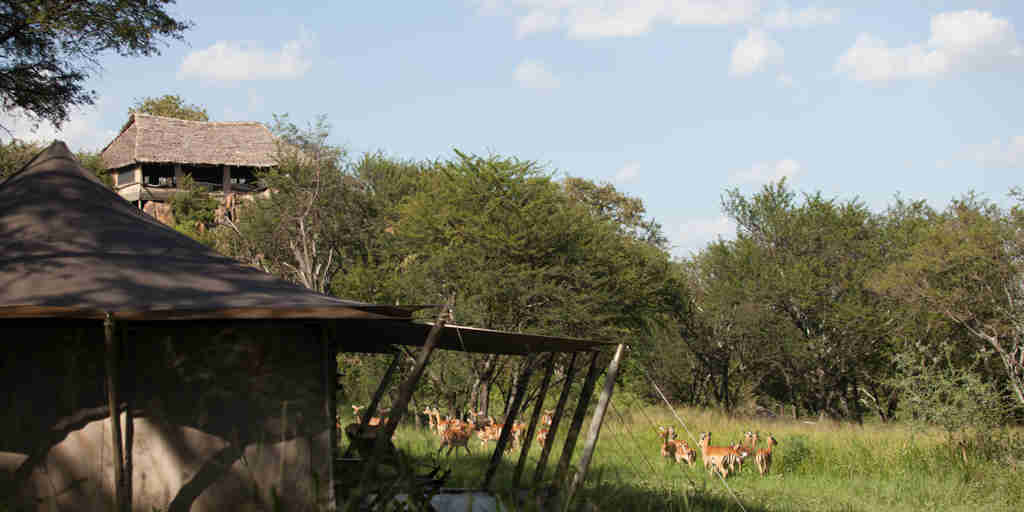 bedroom tents serengeti pioneer camp elewana tanzania yellow zebra safaris