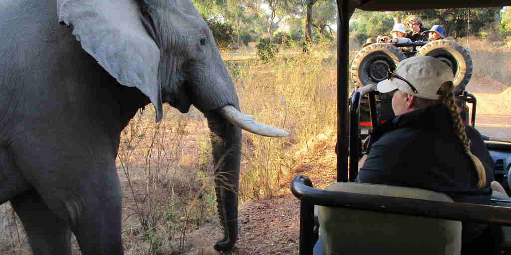 elephants stretch ferreira zimbabwe yellow zebra safaris