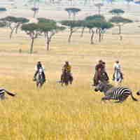 offbeat riding safaris zebras yellow zebra safaris