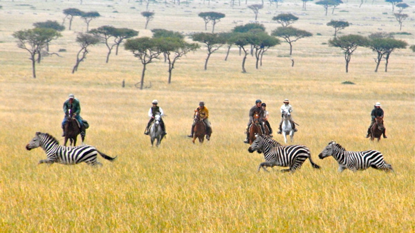 offbeat riding safaris zebras yellow zebra safaris