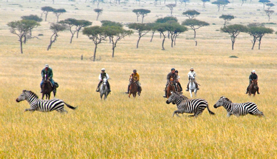 offbeat riding safaris zebras yellow zebra safaris