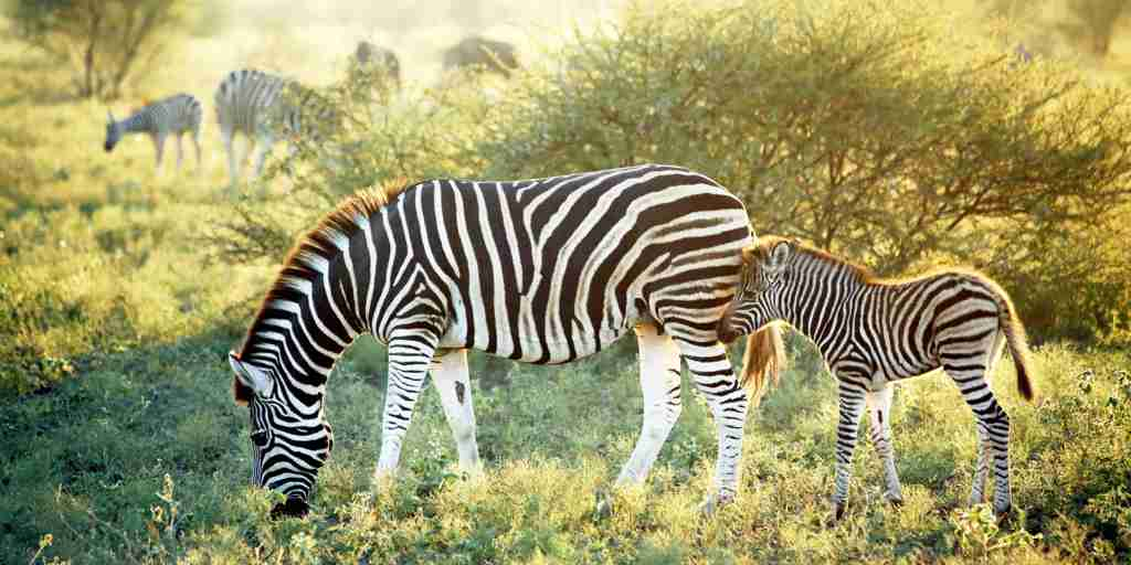 madikwe hills south africa wildlife zebras yellow zebra safaris