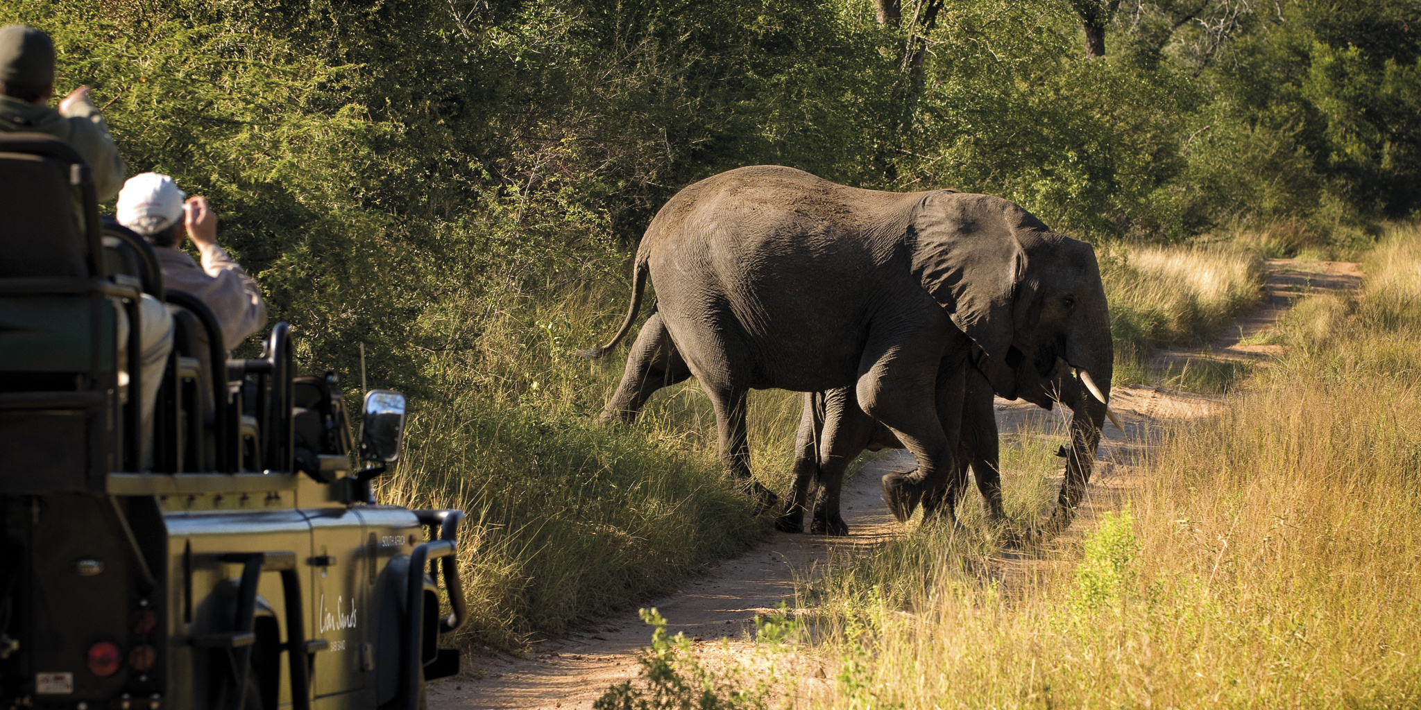 lion sands river lodge game drive yellow zebra safaris