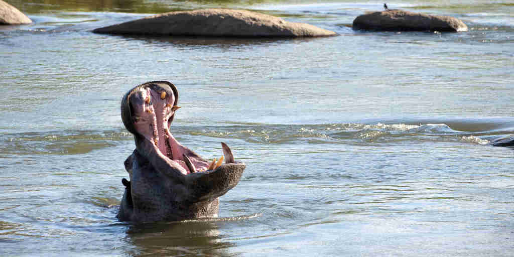 lion sands river lodge south africa yellow zebra safaris hippo