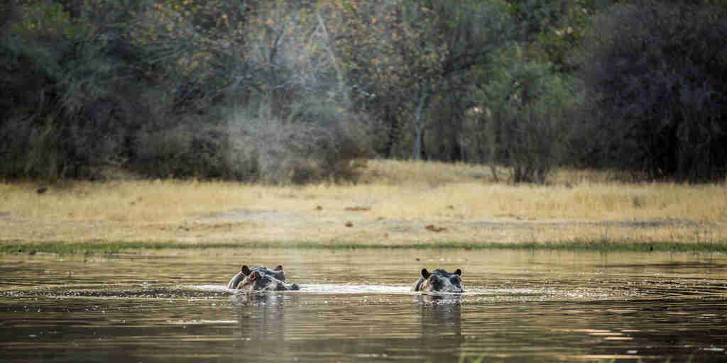 hippos machaba camp botswana yellow zebra safaris