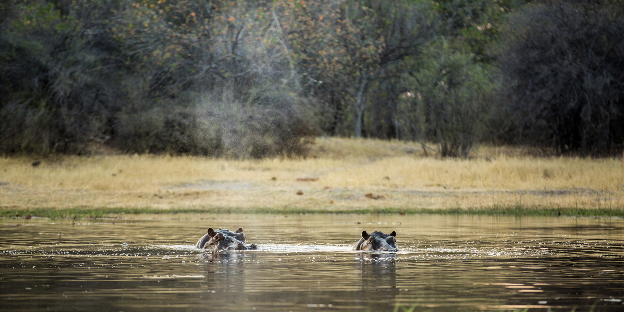 hippos machaba camp botswana yellow zebra safaris