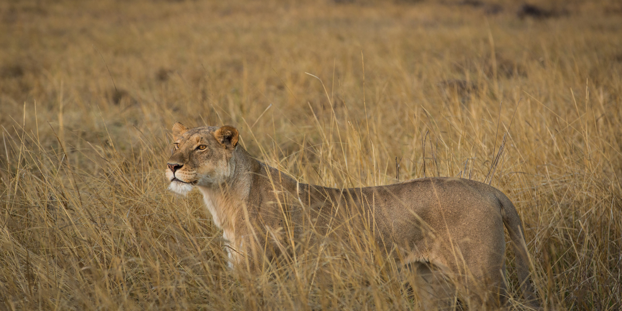 lion machaba camp botswana yellow zebra safaris