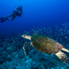 North Island Scuba Diving yellow zebra safaris