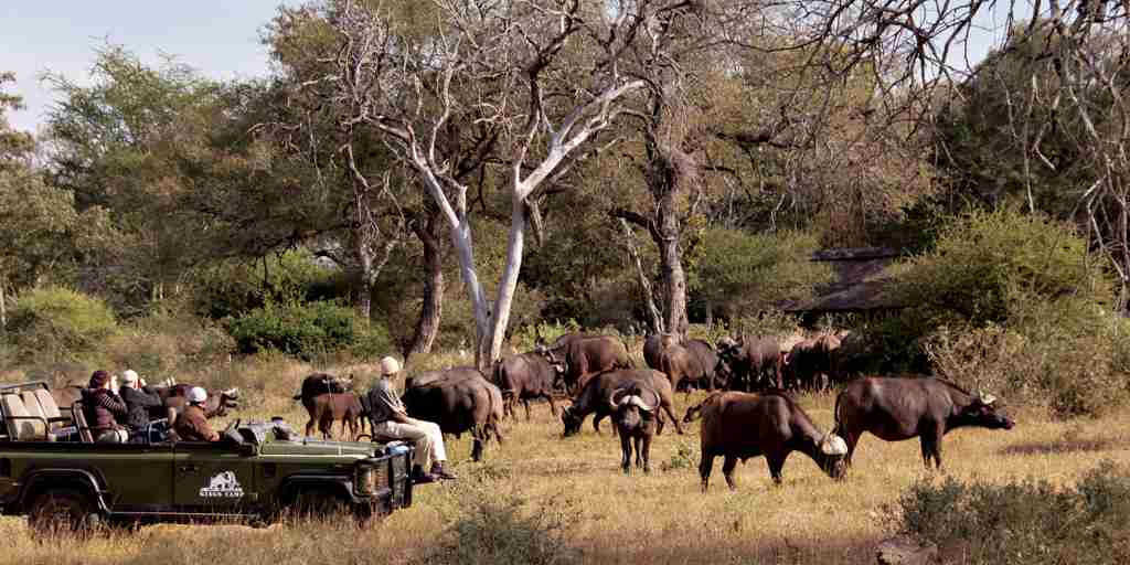 kings camp south africa buffalo yellow zebra safaris