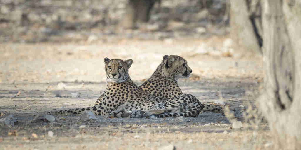 cheetah ongava lodge namibia yellow zebra safaris