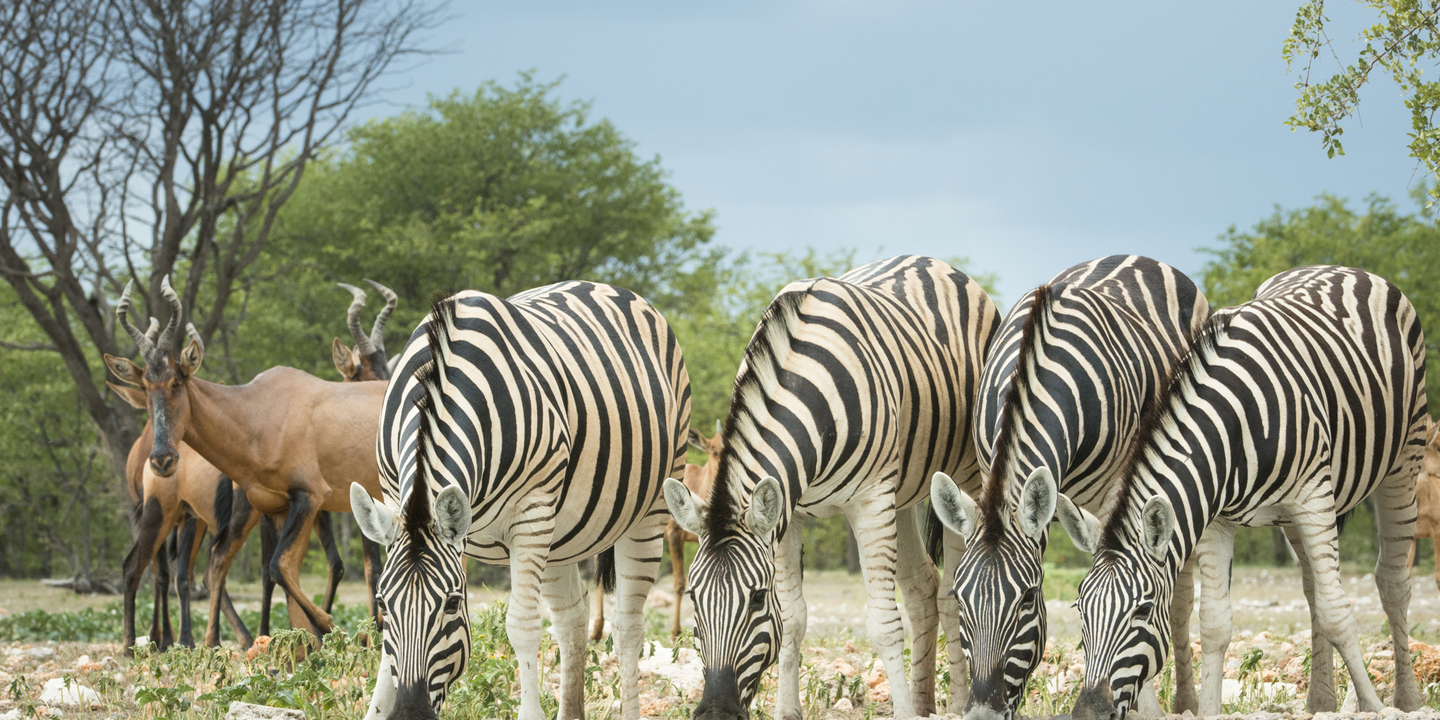 reviews of yellow zebra safaris